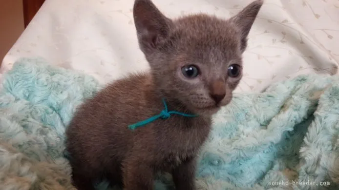 ロシアン　空 様のお迎えした子猫