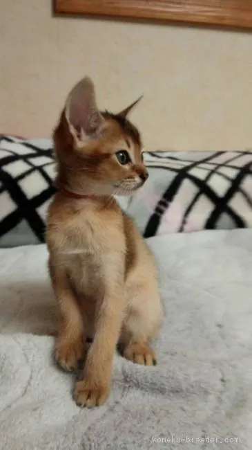 ID：1702-00521の子猫