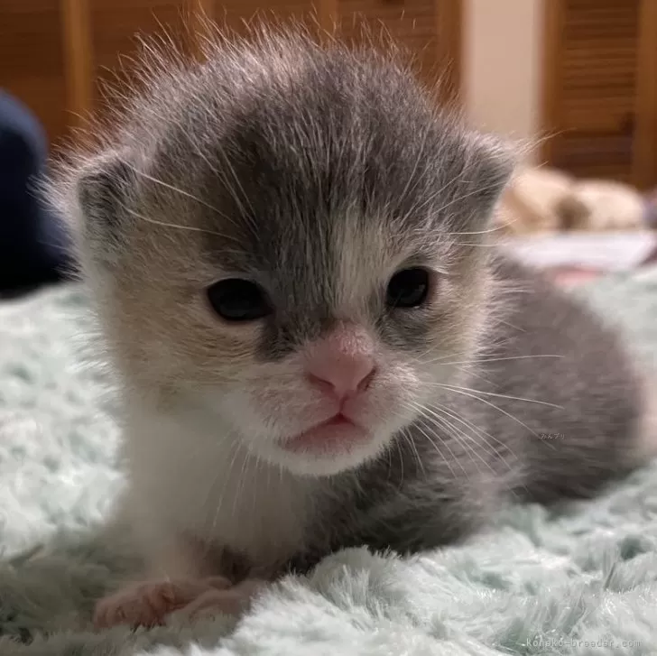 ID:2407-02898の子猫