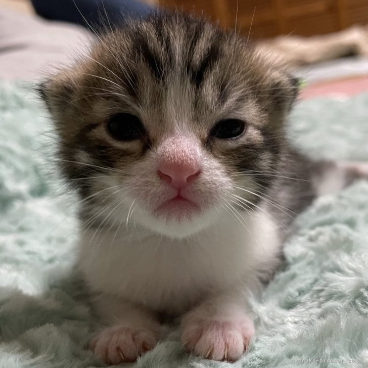 ミックス【愛知県・男の子・2024年6月14日・キジトラ ホワイト