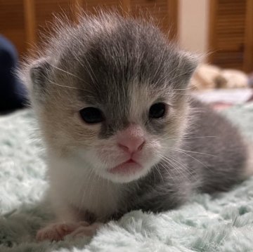 ミックス その他【愛知県・女の子・2024年6月14日・三毛】の写真「ミックスです。」