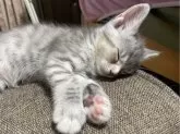 ミックス【愛知県・女の子・2024年6月14日・シルバータビー ホワイト 少し茶】の写真4「大きくなりました(^｡^)」