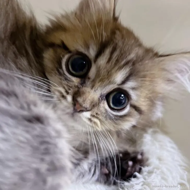 ID：2212-01314の子猫