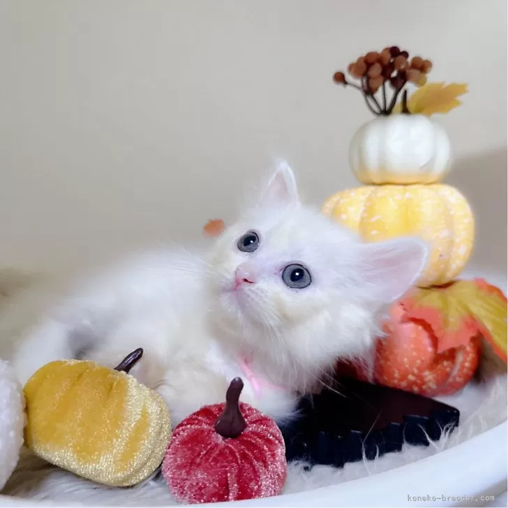 ID：2409-03136の子猫