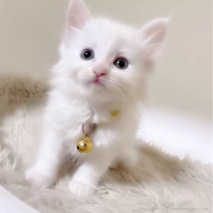 ID：2403-01145の子猫
