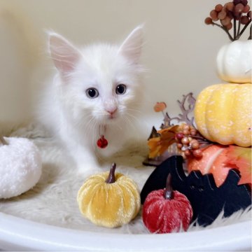 メインクーン【福岡県・女の子・2024年9月4日・ホワイト（ロング）】の写真「元気に育ってます」