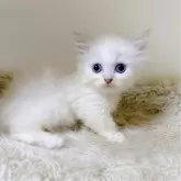 ミヌエット(短足)【福岡県・女の子・2024年6月29日・シナモンリンクスポイント】の写真1