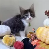 メインクーン【福岡県・男の子・2024年9月4日・ブラウンタビー&ホワイト】の写真2