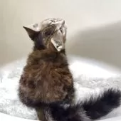 マンチカン(長足)【福岡県・女の子・2025年5月21日・ブラウンパッチドタビー】の写真13