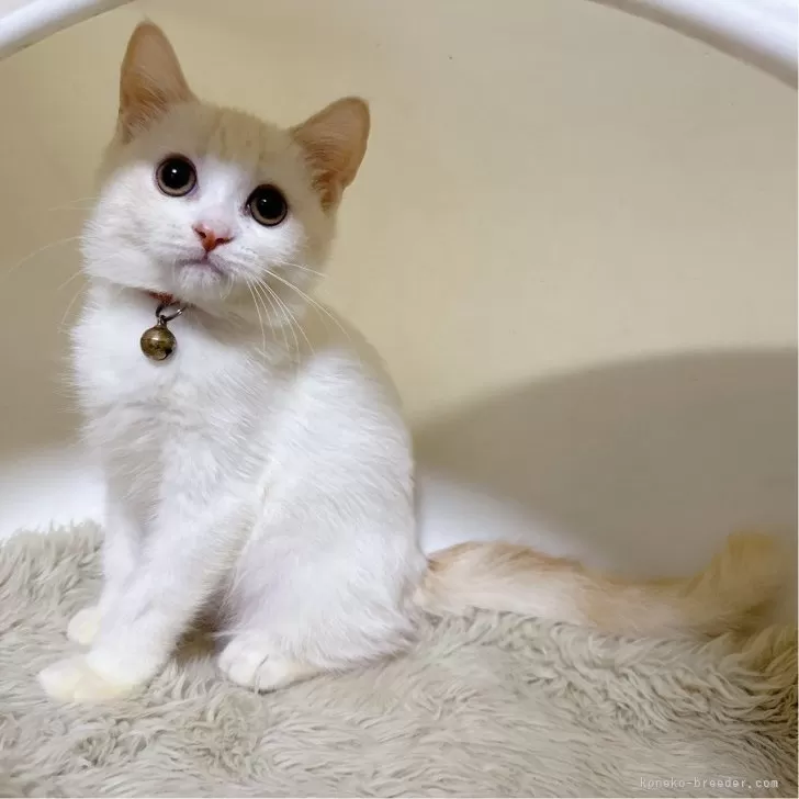 ID：2409-03137の子猫