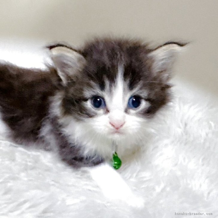 C.F 様のお迎えした子猫