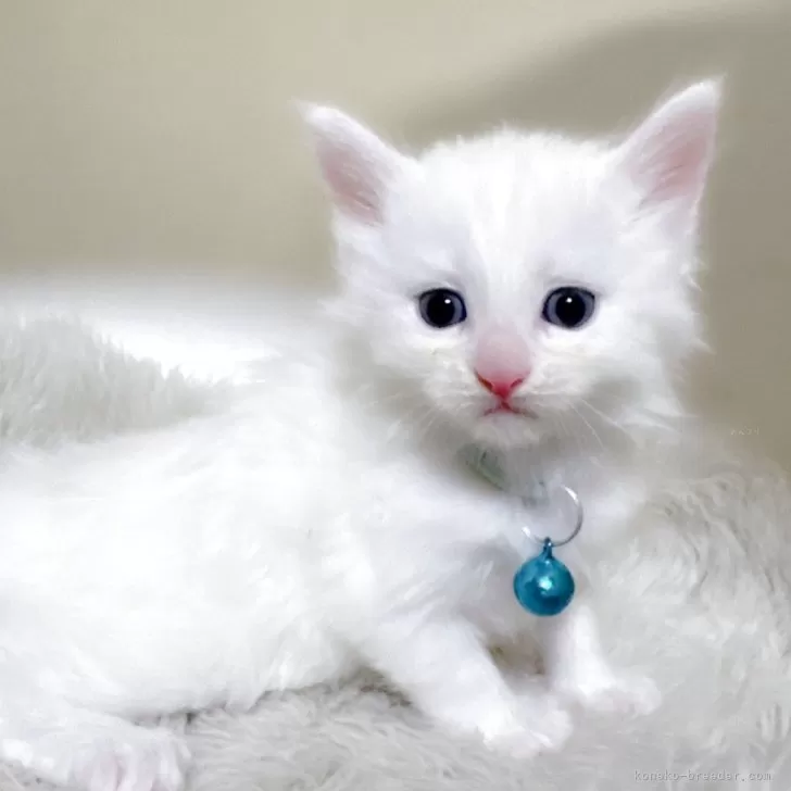 ID：2507-01254の子猫