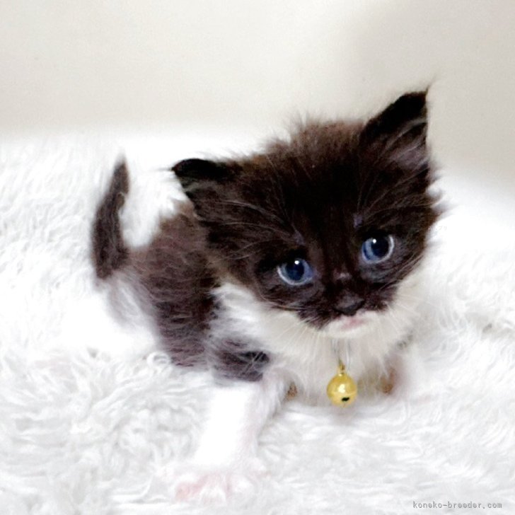 ブリーダー画像