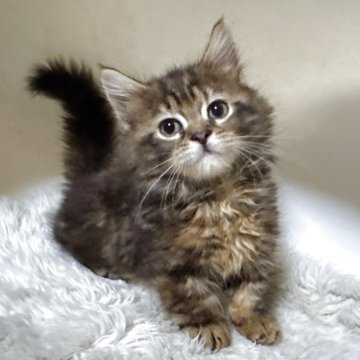 マンチカン(短足)【福岡県・女の子・2025年5月21日・ブラウンタビー（セミロング〜ロング）】の写真「ふっくらと丸々育ってます」