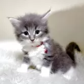 メインクーン