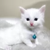 メインクーン