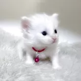 メインクーン