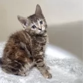 マンチカン(長足)【福岡県・女の子・2025年5月21日・ブラウンパッチドタビー】の写真2