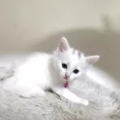 メインクーン【福岡県・女の子・2025年9月1日・ホワイト】の写真6