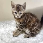 マンチカン(長足)【福岡県・女の子・2025年5月21日・ブラウンパッチドタビー】の写真7