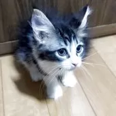 メインクーン【福岡県・男の子・2025年6月12日・ブラウンタビー&ホワイト】の写真7