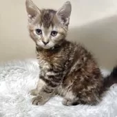 マンチカン(長足)【福岡県・女の子・2025年5月21日・ブラウンパッチドタビー】の写真8