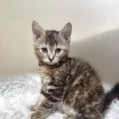 マンチカン(長足)【福岡県・女の子・2025年5月21日・ブラウンパッチドタビー】の写真9