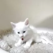 メインクーン【福岡県・女の子・2025年9月1日・ホワイト】の写真9