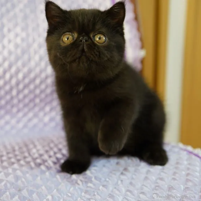 ID:2111-00717の子猫