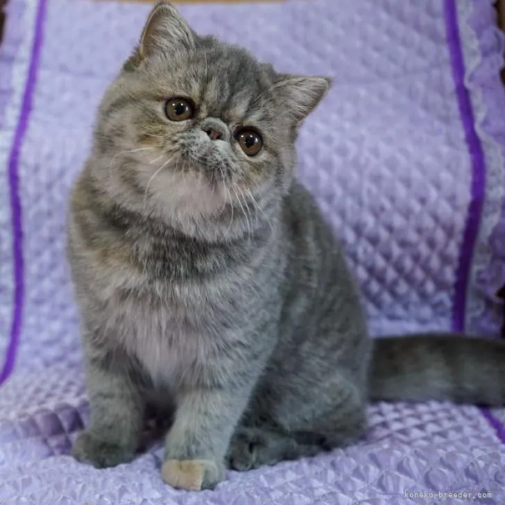 ID：2207-03097の子猫