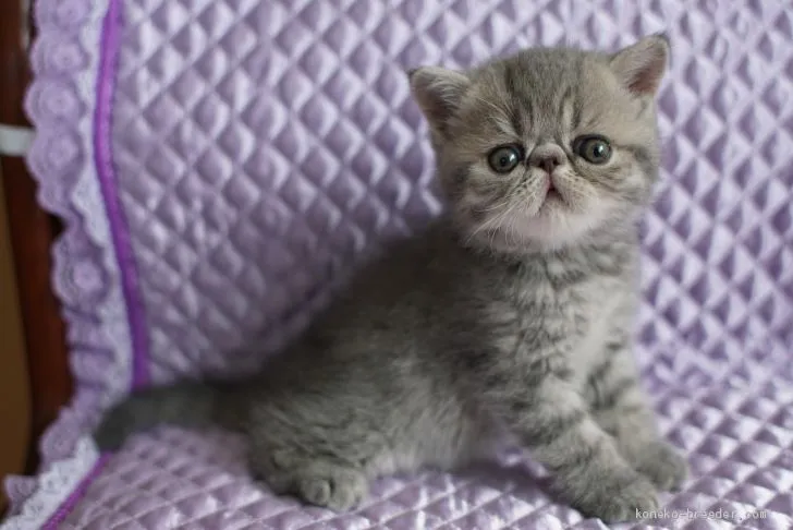 ID:1905-01405の子猫