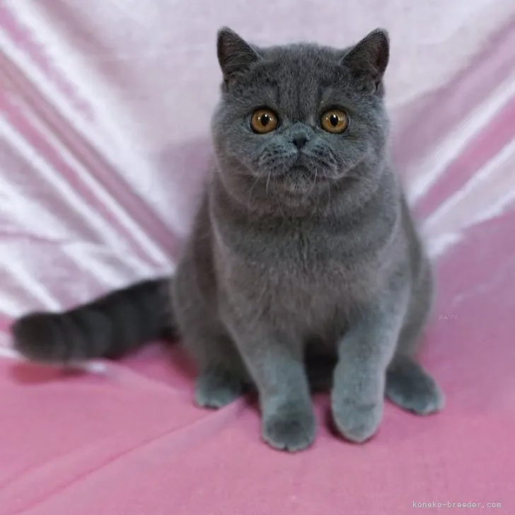 ID:2306-03532の子猫