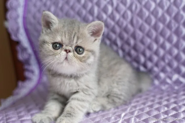ID:1905-01407の子猫