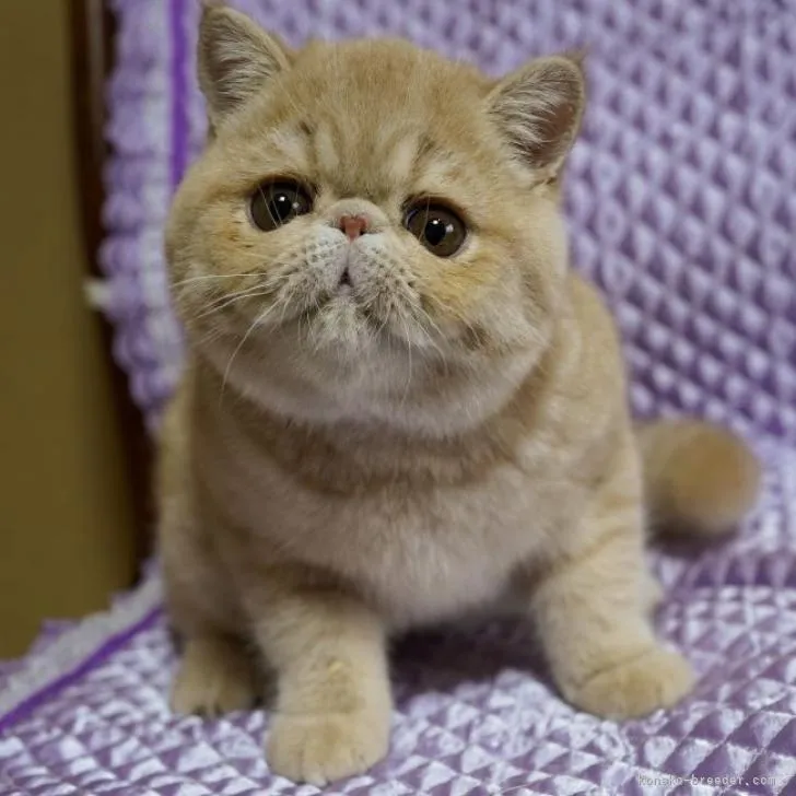 ID：2211-02370の子猫