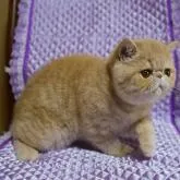 エキゾチックショートヘア【兵庫県・男の子・2022年7月14日・クリームスポッテッドタビー】の写真4