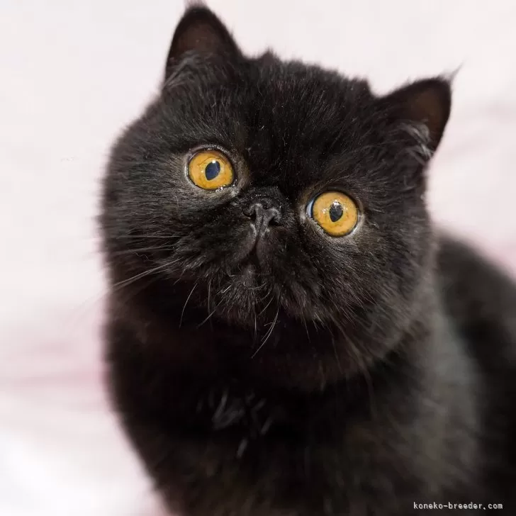 ID：2504-01781の子猫