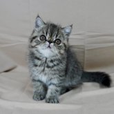 エキゾチックショートヘア
