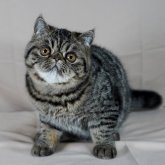 エキゾチックショートヘア