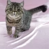エキゾチックショートヘア