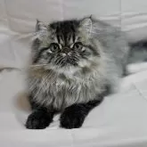 エキゾチックショートヘア
