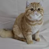 エキゾチックショートヘア