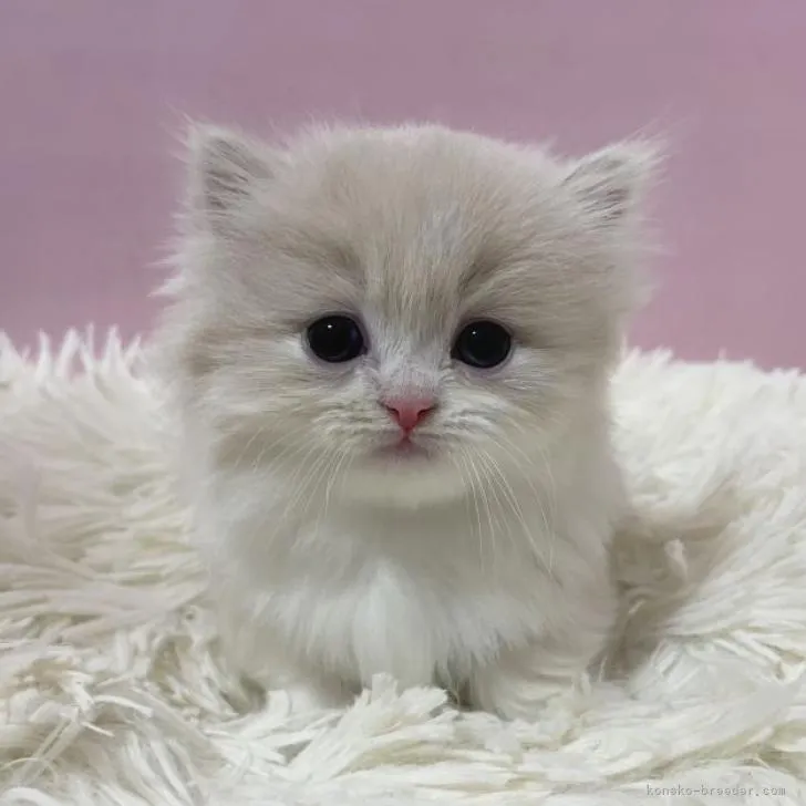 はるな 様のお迎えした子猫