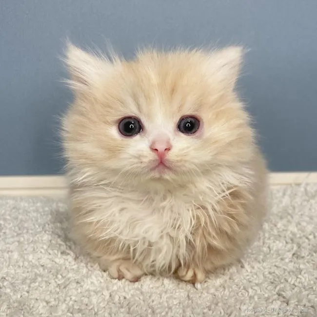 ID：2204-00422の子猫