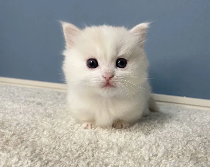 ID:2110-01731の子猫