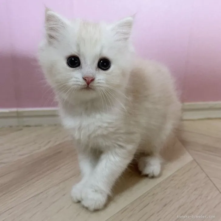 ID：2308-02730の子猫