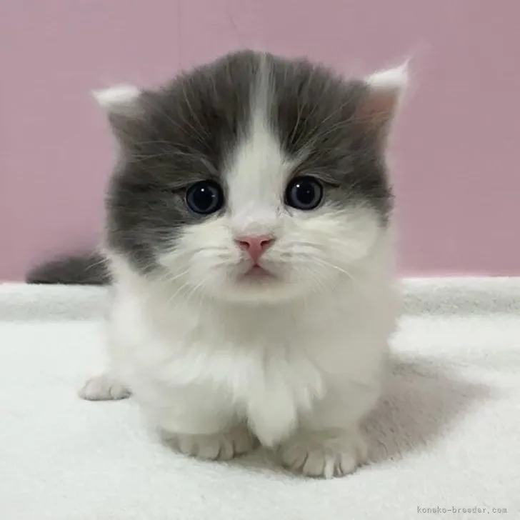 ID：2308-02731の子猫