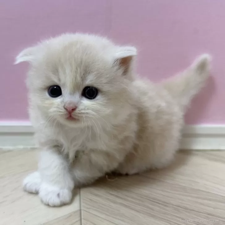 ID：2312-01714の子猫