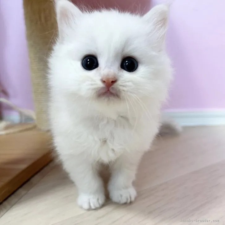 ID：2306-00143の子猫