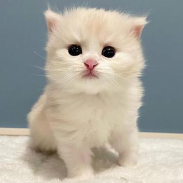 マンチカン(長足)【福岡県・女の子・2022年7月2日・クリームタビー&ホワイト（長毛）】の写真「人懐っこく甘えん坊の美猫ちゃんです🧡」