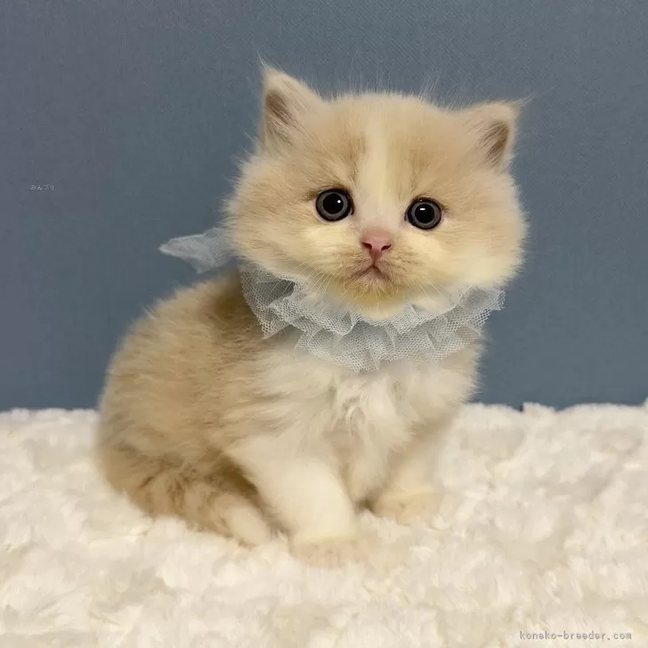 アヤ 様のお迎えした子猫